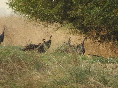 Colusa National Wildlife Refuge California auto tour birding hotspot