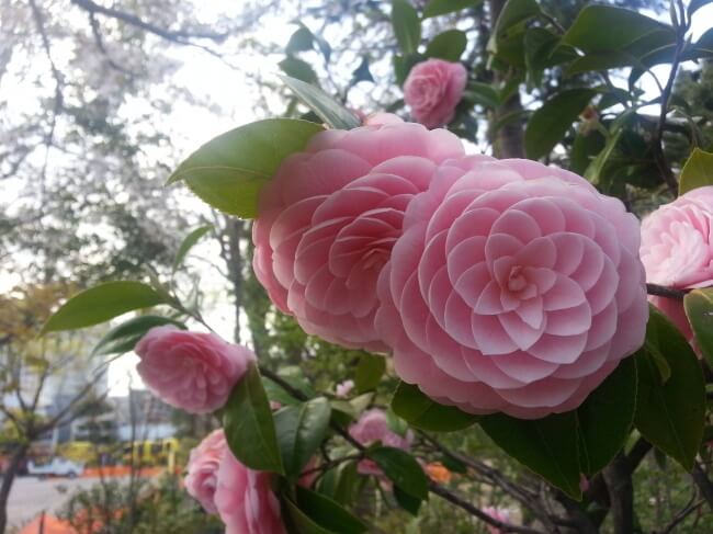 28 Fascinating Pictures That Will Satisfy Every Perfectionist - A Japanese flower Fibonacci at its finest!