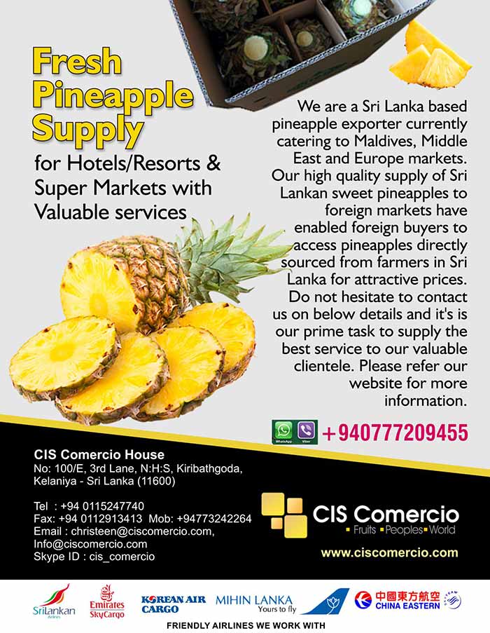 We are a Sri Lanka based pineapple exporter currently catering to Maldives, Middle East and Europe markets. Our high quality supply of Sri Lankan sweet pineapples to foreign markets have enabled foreign buyers to access pineapples directly sourced from farmers in Sri Lanka for attractive prices. Do not hesitate to contact us on below details and it's is our prime task to supply the best service to our valuable clientele. Please refer our website for more information. 