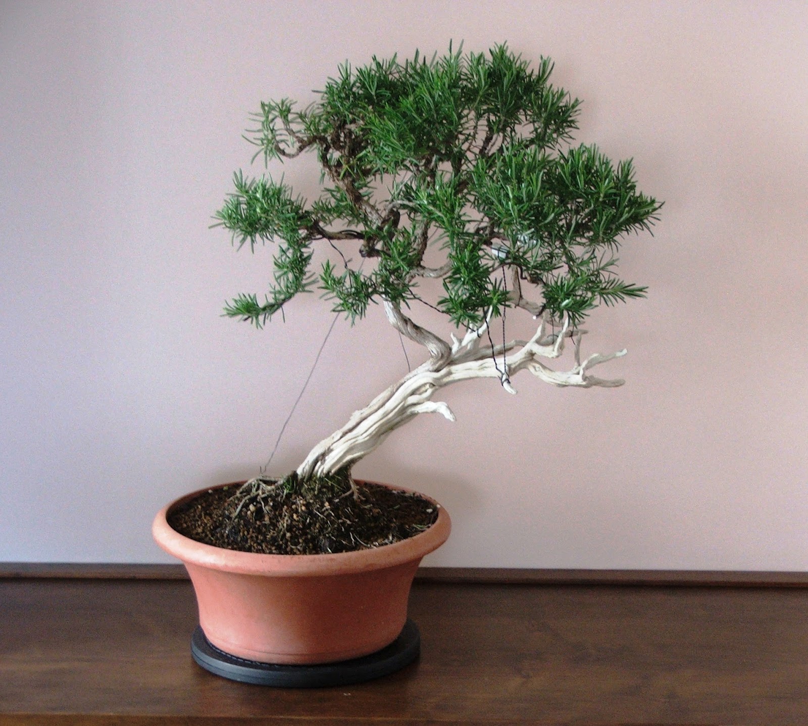 Evoluzione Bonsai Bonsai Di Rosmarino Rosmarinus Officinalis Rosemary