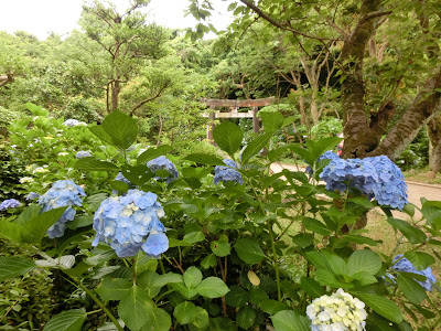 江の島のあじさい