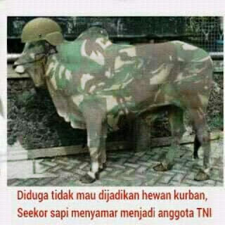 Kumpulan Gambar Meme DP BBM Gokil Idhul Adha Hari Kurban Terbaru 2018 Kumpulan Gambar Meme DP BBM Gokil Idhul Adha Hari Kurban Terbaru 2018