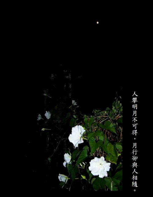 閒閒花集 月光花moonflower 暮色中永不散去的容顏 生命中永不掉失的溫暖