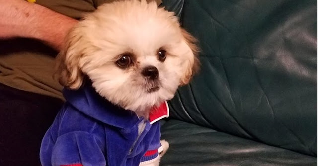 5 Alimentos que pode LEVAR o seu SHIH TZU a MORTE!