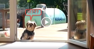Σκύλος Νομίζει ότι η Γυάλινη Πόρτα Είναι Κλειστή, Ώσπου... - Video Σκύλος Νομίζει ότι η Γυάλινη Πόρτα Είναι Κλειστή, Ώσπου... - Video