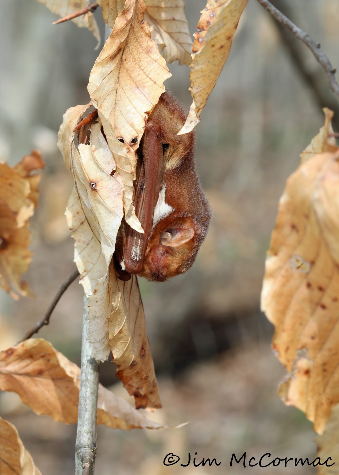 Ohio Birds and Biodiversity Eastern Red Bat