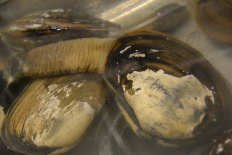 Charlie's Kitchen aka Blue Fire How to clean geoduck/horse clam