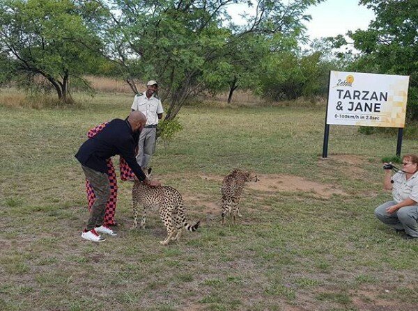  Photos: Newlyweds BankyW and Adesua play with cheetahs