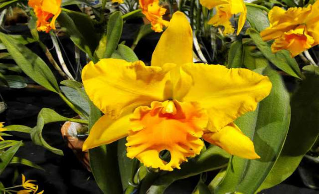 Orquidea cattleya 4 Orquidea cattleya 4