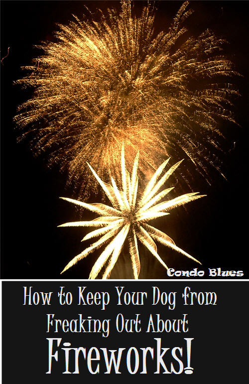 Stop Dog Barking During Fireworks Stop Dog Barking During Fireworks