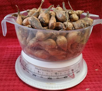 small shallots on scale