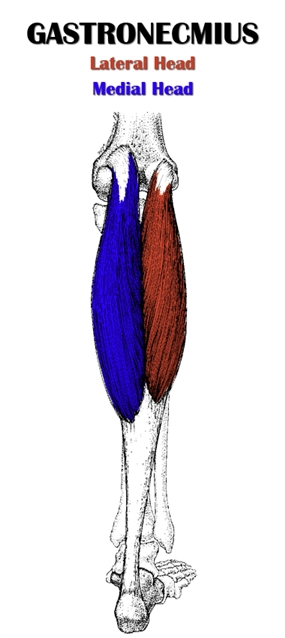 gastrocnemius (muscle)