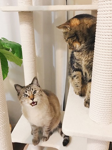 鳴きながら割り込んでくるシャムトラ猫