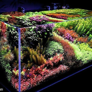 200 Referensi Desain Dan Model Aquascape Berdasarkan Tema https://www.faktapopuler.com/2018/12/200-referensi-desain-dan-model.html