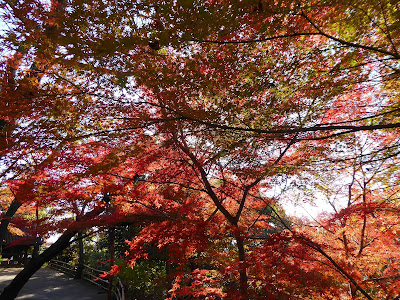 野崎観音・慈眼寺（じげんじ）の紅葉