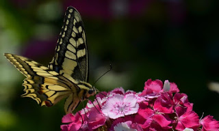 Schwalbenschwanz, Dovetail, swaelstert, përputhen, dovetail Schmetterling, mariposa, butterfly, fluture, papillon, бабочка, con bướm, motýl, fjäril, kupu-kupu, féileacán, farfalla, Leptir, drugelis, пеперутка, motyl,