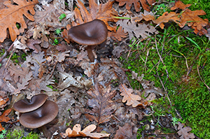 Mushrooms (1)