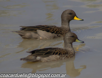 pato barcino(Anas flavirostris) alt="aves de mendoza,pato barcino"
