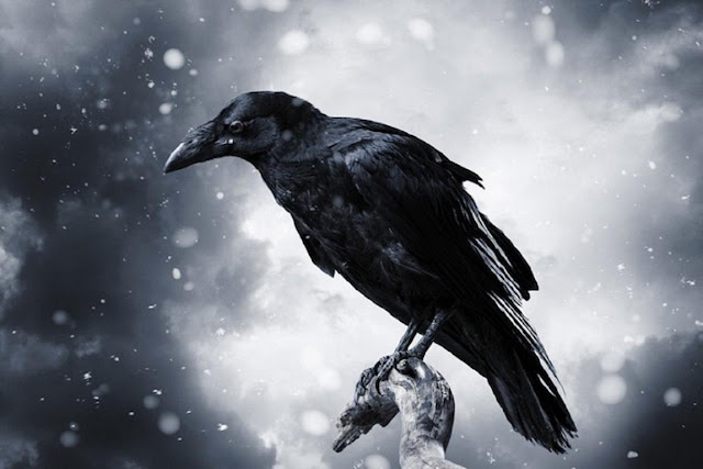Mempunyai Aura Tubuh yang Mistis, Benarkah Burung Gagak Pertanda Kematian? Mempunyai Aura Tubuh yang Mistis, Benarkah Burung Gagak Pertanda Kematian?