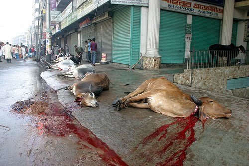 halal+slaughter.jpg