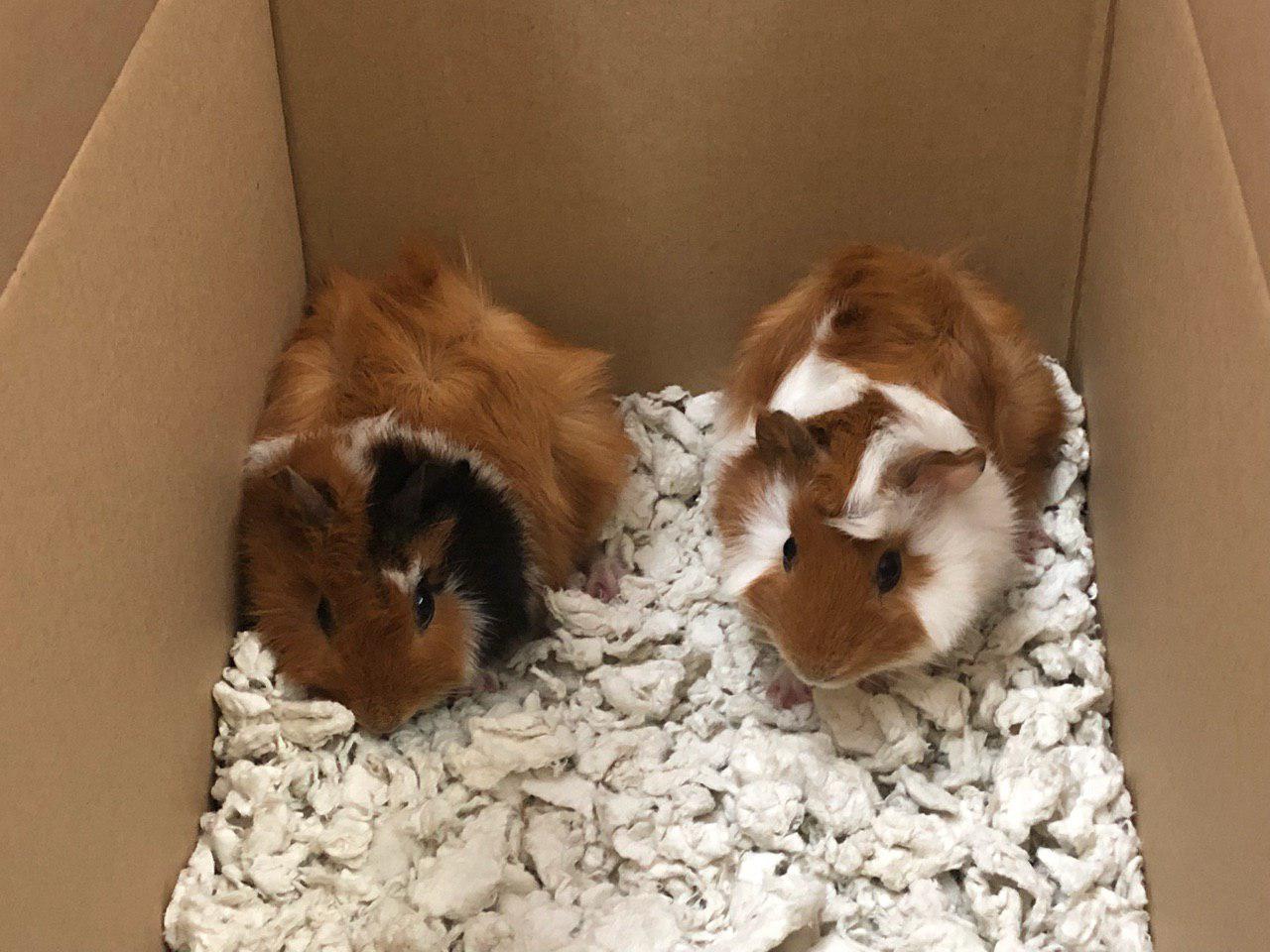 dogs and laser pointers