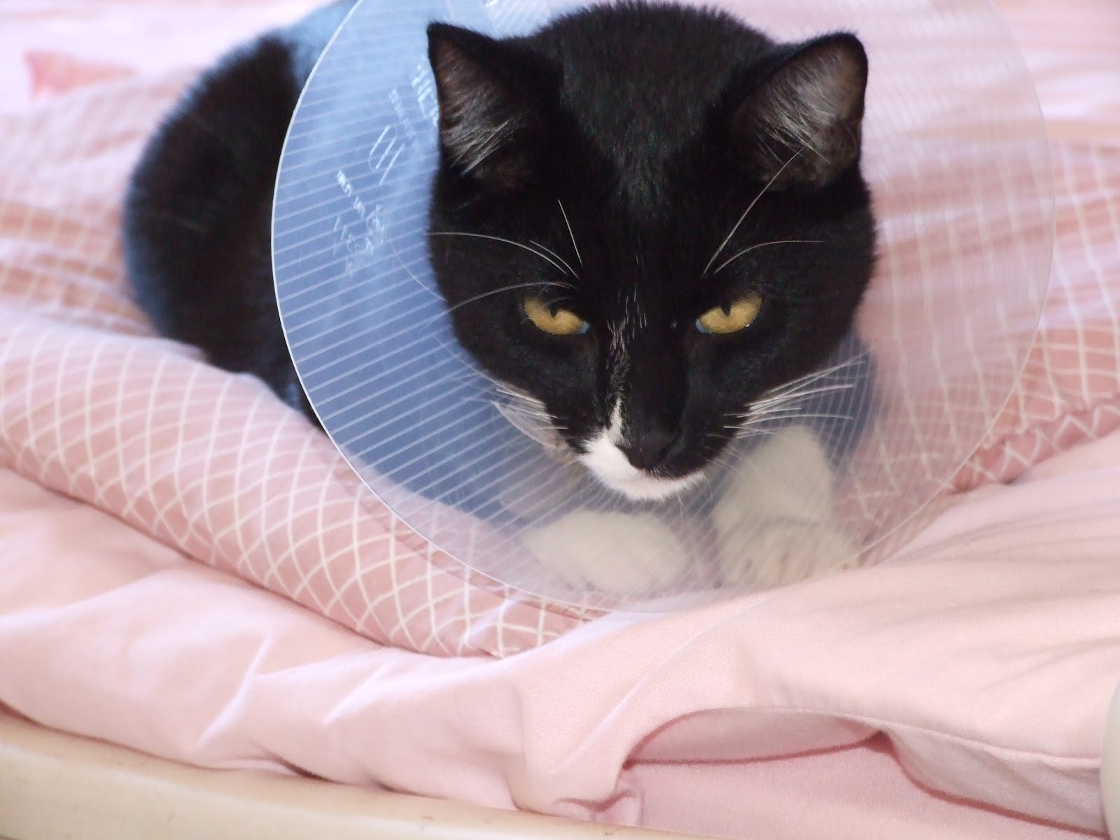 Mon Chat Me Colle Pour Dormir La Voix aux Chats-Pitres: Zingara et la collerette