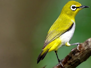 pleci sehat pleci sehat