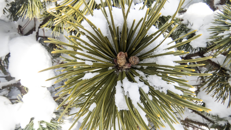 Pine Tree Covered with Snow