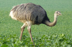 rheas fly cannot birds source rhea
