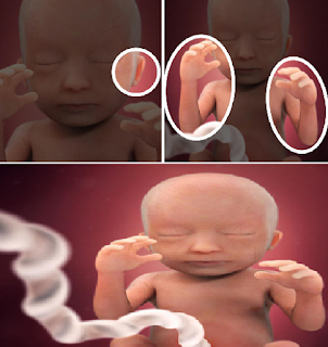 18 haftalık gebelik(hamilelik) ve bebeğin görüntüsü