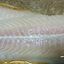 Masak Apa Sedap Untuk Ikan Dori