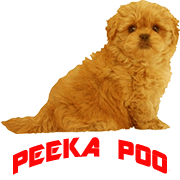 PeekaPoo - Size, Character, Breeders, Mix, Color, Sale, Price 