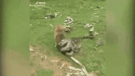 42c98080b17a903c58cd6c6795c5d195faeb158d.gif