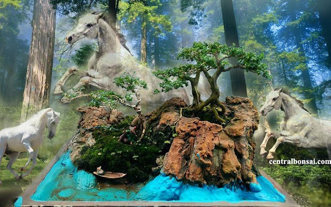 Perawatan Tanaman Bonsai Setelah Training