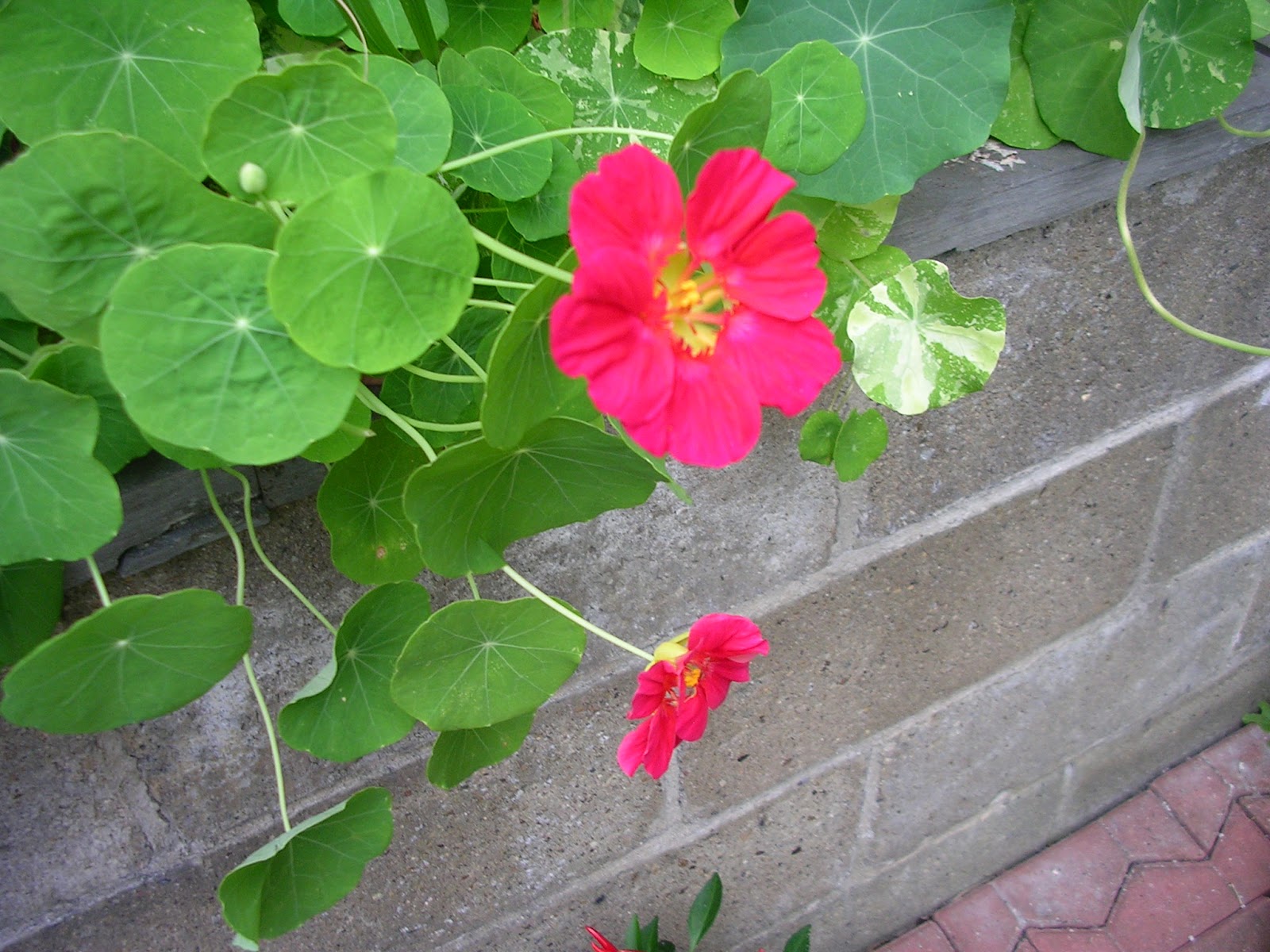 Lemon Verbena Lady's Herb Garden A List of Annual Herbs