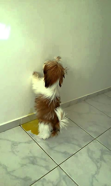 shih tzu fazendo xixi