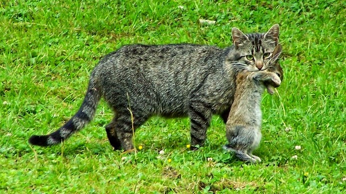 tularemia in cats