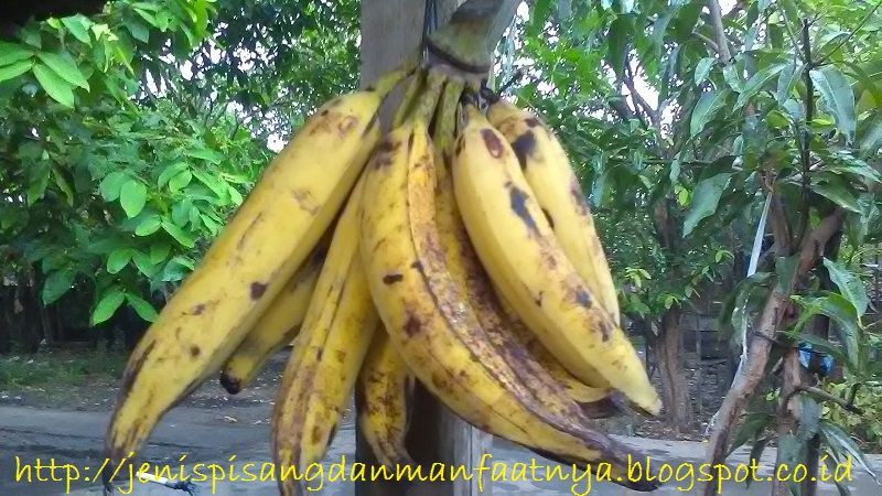 Pisang tanduk Gambar Pisang Besar-Pisang tanduk