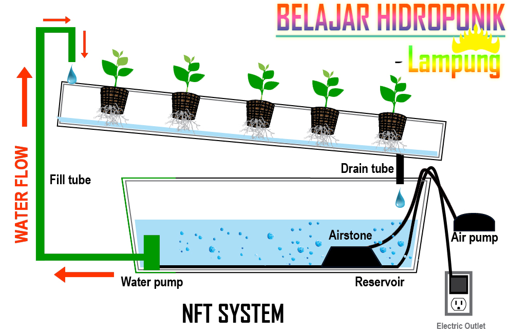 Macam Macam Teknik Sistem Hidroponik  Hidroponik  Farm Lampung