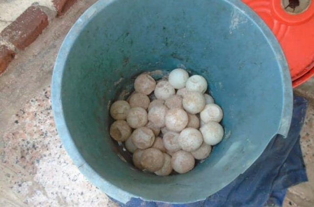 Condenan hombre a 6 meses de prisión tras ocuparle 34 huevos de tortuga Condenan hombre a 6 meses de prisión tras ocuparle 34 huevos de tortuga
