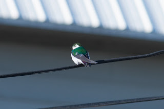 Violet-green Swallow，這種美麗的燕子在Hostel附近很多，會在電線桿上的小洞裡築巢。