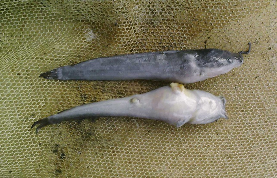 Budidaya Ikan Lele Sangkuriang Di Kolam Terpal Dunia Cara Ternak