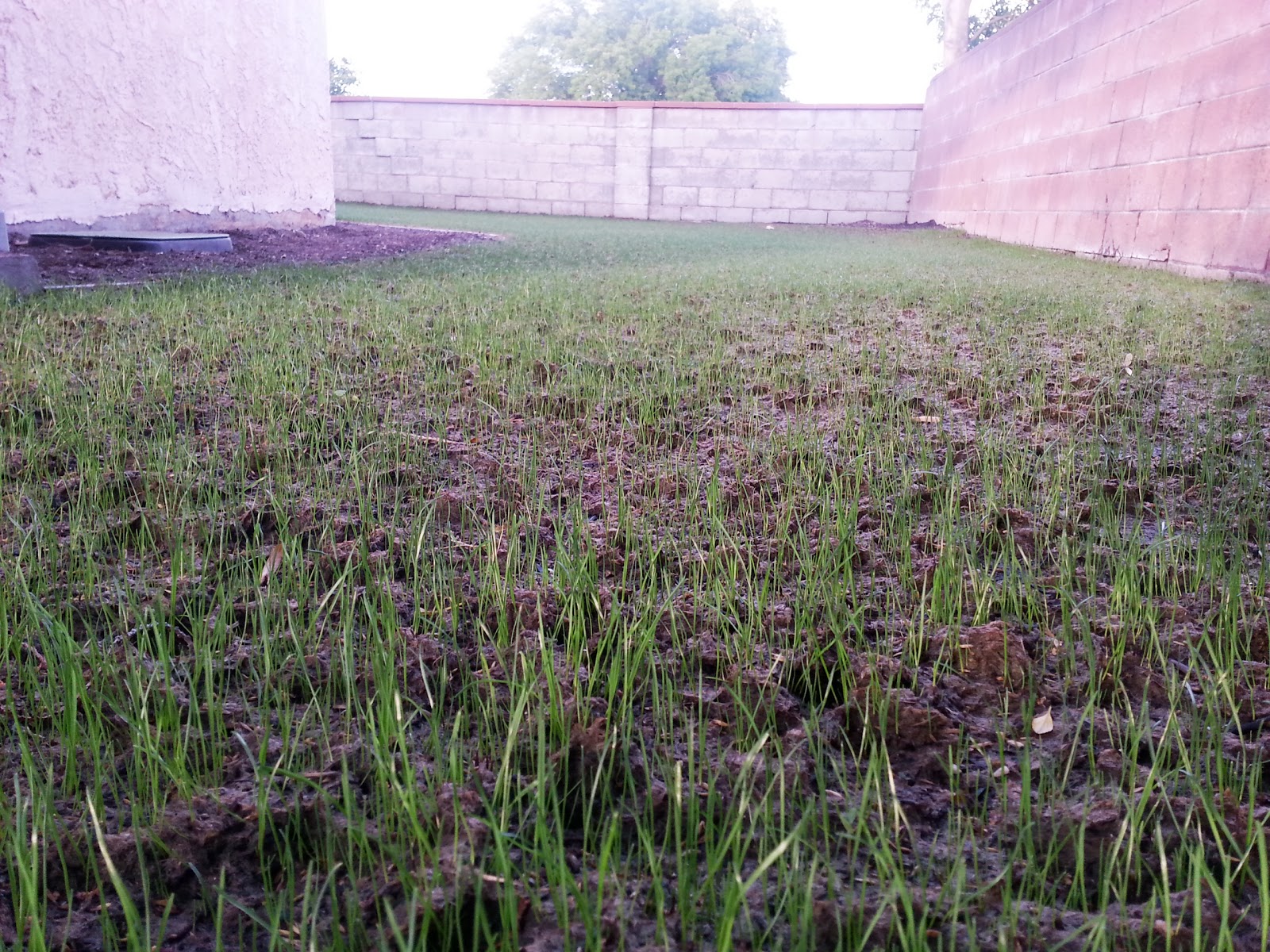 SOUTHERN CALIFORNIA PEARL'S PREMIUM GRASS SEED