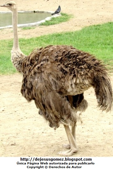 Avestruz hembra Foto de una Avestruz hembra en el Parque Zoológico de Huachipa. Foto de avestruz de Jesus Gómez