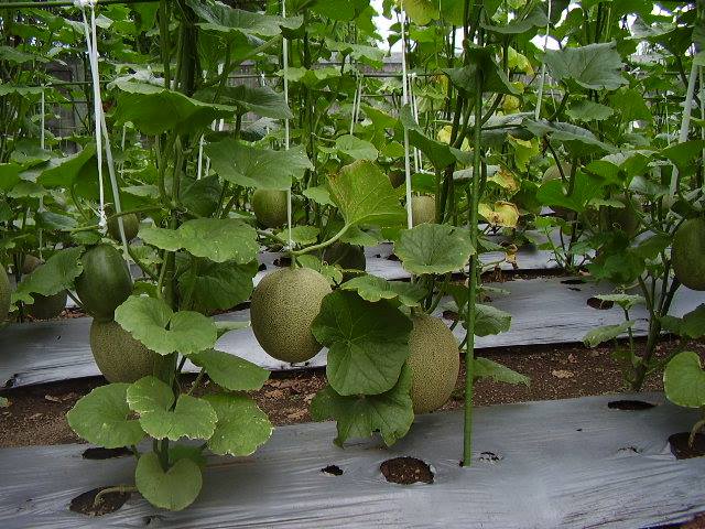 Daun melon tumbuh subur berkat perawatan yang baik dan benar.