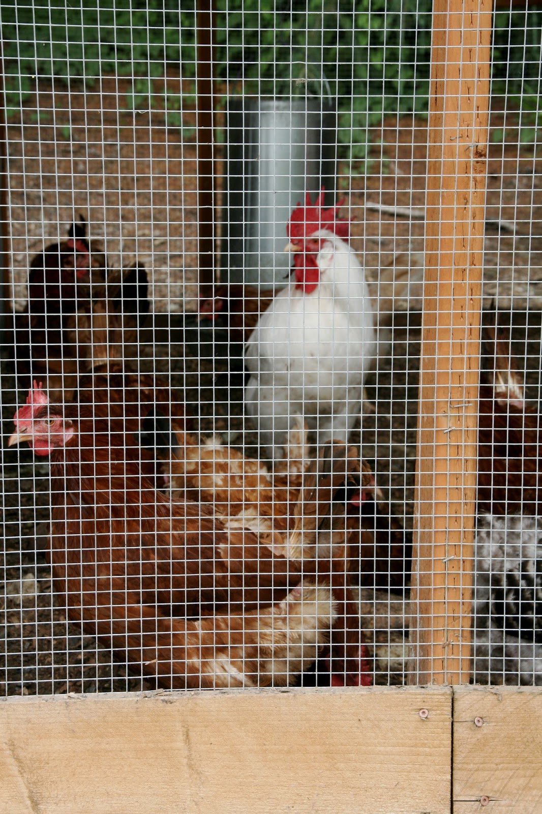 Finding the extraordinary in the ordinary Snoqualmie Ice Cream Farm in