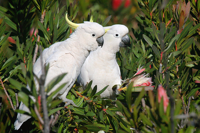 Beautiful Cockatoo Facts & Info 8 Beautiful Cockatoo Facts & Info 7