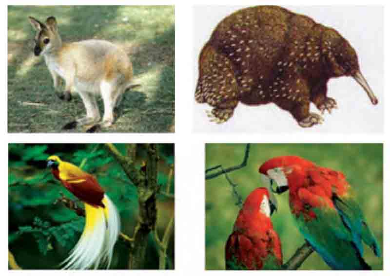 Geografi Persebaran Flora Dan Fauna Di Indonesia