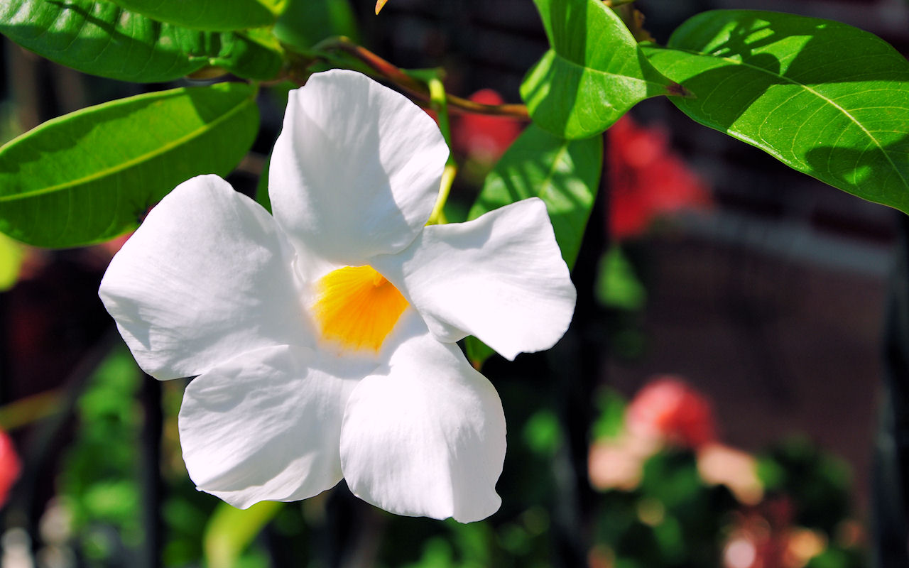 Flor blanca de mi jardín My garden white flower