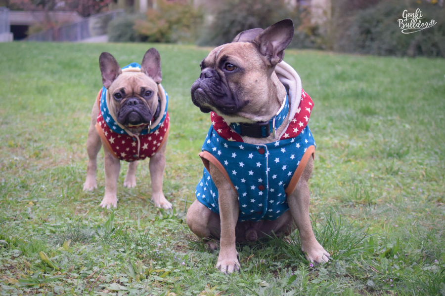 Hundemantel passend für französische Bulldogge selbst Nähen Schnittmuster Milla Milla